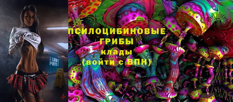 Псилоцибиновые грибы Cubensis  Можга 